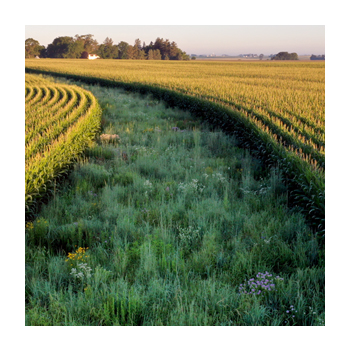 Prairie Strip 2